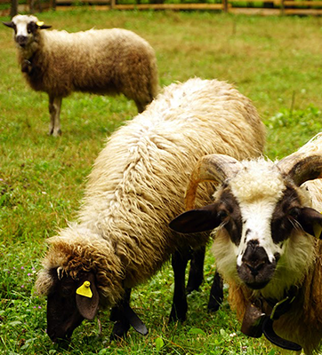 Pastva oviec